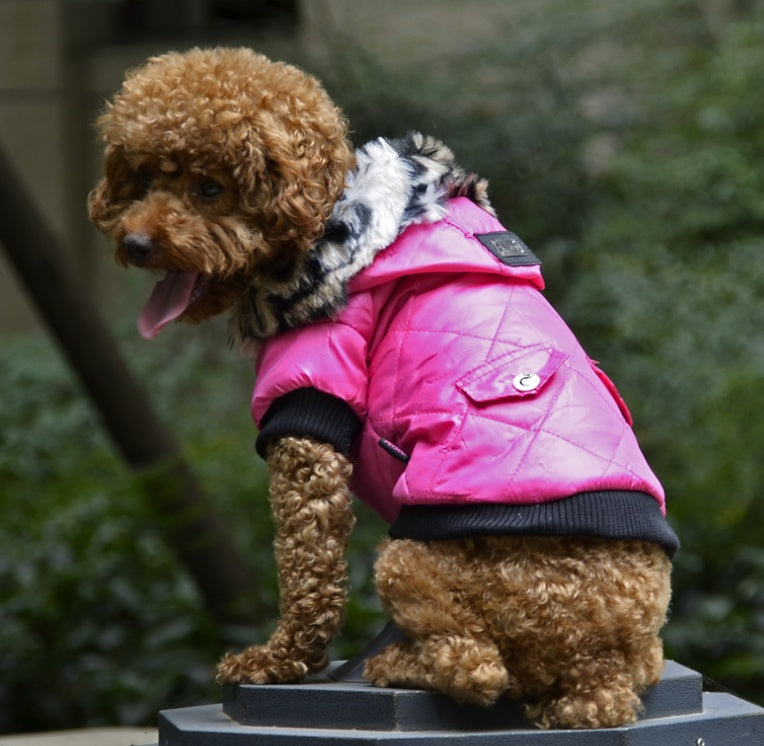 Winter dog clothes