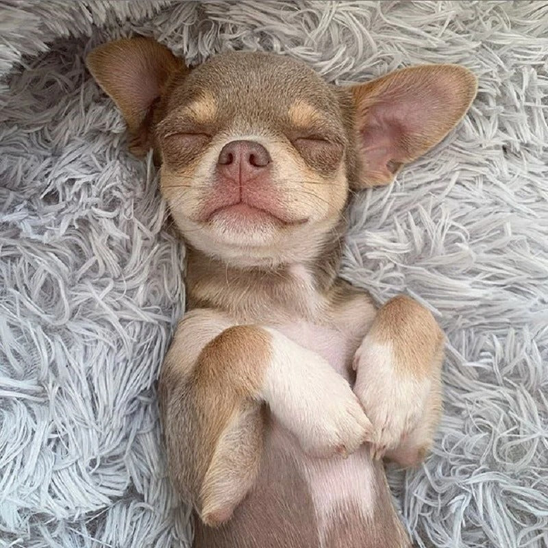 Pet Super Soft Sofa